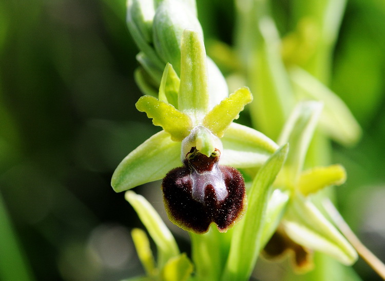 Orchidee del Chianti - Ophrys sphegodes e altre...